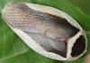 323958 – Photo : jpjepilou – Bénin